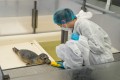 A Seal Stellendam